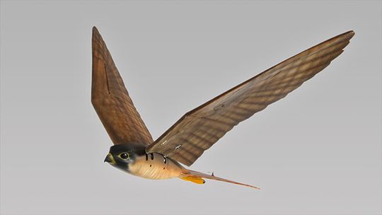 Der Vogelroboter namens "Robird" soll in Gestalt eines Falken für mehr Flugverkehr-Sicherheit sorgen. Der Vogelroboter namens "Robird" soll in Gestalt eines Falken für mehr Flugverkehr-Sicherheit sorgen.