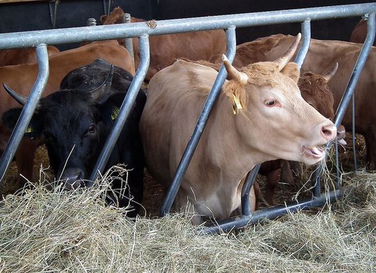 Bauern bezahlen genauso viel für Strom wie Privathaushalte, obwohl sie durchschnittlich die drei- bis zehnfache Menge brauchen. Bauern bezahlen genauso viel für Strom wie Privathaushalte, obwohl sie durchschnittlich die drei- bis zehnfache Menge brauchen.