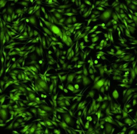 Im Vergleich zu herkömmlichen Farbstoffen wie Fluo-4 erzielte Cal-520 unter gleichen Bedingungen bessere Ergebnisse. Im Vergleich zu herkömmlichen Farbstoffen wie Fluo-4 erzielte Cal-520 unter gleichen Bedingungen bessere Ergebnisse.