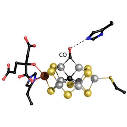 Einsle und sein Team entwickelten diese neue Kristallstruktur des Metallzentrums der Nitrogenase. Das Modell zeigt, wie Kohlenmonoxid (CO) ein Schwefelatom verdrängt, wenn es mit Wasserstoff verbunden wird. Einsle und sein Team entwickelten diese neue Kristallstruktur des Metallzentrums der Nitrogenase. Das Modell zeigt, wie Kohlenmonoxid (CO) ein Schwefelatom verdrängt, wenn es mit Wasserstoff verbunden wird.