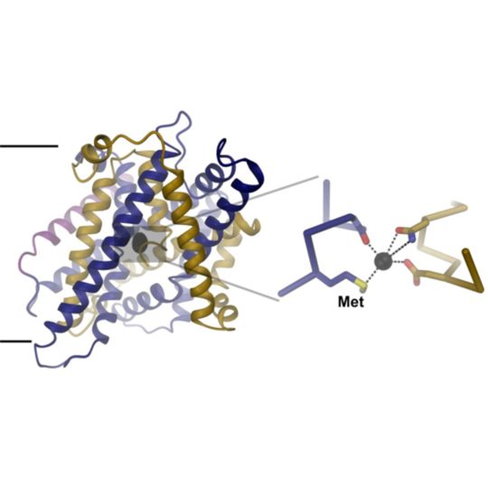 Struktur des Eisentransportproteins: Der Blick ist parallell zur Membran (schwarze Linie). Eine vergrösserte Ansicht der Ionenbindungsstelle mit gebundenem Fe2+ Ion (rechts) zeigt die Interaktion des Ions mit konservierten Proteinresten. Die Methionin-Seitenkette, die entscheidend zur Selektivität der Bindungsstelle beiträgt, ist markiert (Met). Struktur des Eisentransportproteins: Der Blick ist parallell zur Membran (schwarze Linie). Eine vergrösserte Ansicht der Ionenbindungsstelle mit gebundenem Fe2+ Ion (rechts) zeigt die Interaktion des Ions mit konservierten Proteinresten. Die Methionin-Seitenkette, die entscheidend zur Selektivität der Bindungsstelle beiträgt, ist markiert (Met).