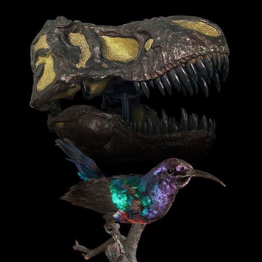 Einen größeren Kontrast als zwischen Sperlingsvogel und Tyrannosaurus rex lässt sich kaum vorstellen. Trotzdem handelt es sich bei diesem Glanznektarvogel (Cinnyris habessinicus) um einen Dinosaurier. Das Präparat befindet sich in der Sammlung des Institutes für Zoologie der Universität Bonn im Poppelsdorfer Schloss. Einen größeren Kontrast als zwischen Sperlingsvogel und Tyrannosaurus rex lässt sich kaum vorstellen. Trotzdem handelt es sich bei diesem Glanznektarvogel (Cinnyris habessinicus) um einen Dinosaurier. Das Präparat befindet sich in der Sammlung des Institutes für Zoologie der Universität Bonn im Poppelsdorfer Schloss.