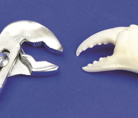 Die Methode TRIZ hilft Anregungen aus der Biologie für kreative technische Lösungen zu nutzen