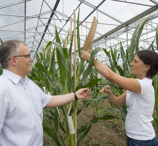 Im Gewächshaus: Dr. Anja Paschold und Prof. Dr. Frank Hochholdinger von der Universität Bonn. Im Gewächshaus: Dr. Anja Paschold und Prof. Dr. Frank Hochholdinger von der Universität Bonn.