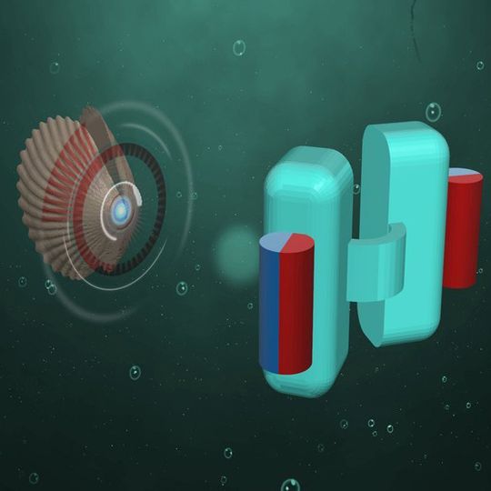 Mikroschwimmer in Muschelform: Nach dem Vorbild der Schalentiere hat ein Team um Stuttgarter Max-Planck-Forscher ein winziges U-Boot konstruiert, das rechts schematisch gezeigt ist. Mithilfe kleiner Magnete, die hier als rot-blaue Zylinder dargestellt sind, lassen sich die beiden Hälften des Schwimmkörpers öffnen und schließen. Mikroschwimmer in Muschelform: Nach dem Vorbild der Schalentiere hat ein Team um Stuttgarter Max-Planck-Forscher ein winziges U-Boot konstruiert, das rechts schematisch gezeigt ist. Mithilfe kleiner Magnete, die hier als rot-blaue Zylinder dargestellt sind, lassen sich die beiden Hälften des Schwimmkörpers öffnen und schließen.