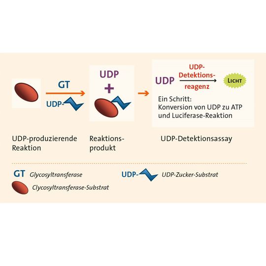 UDP-Glo Glycosyltransferase Assay-Prinzip UDP-Glo Glycosyltransferase Assay-Prinzip