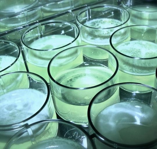 In solchen Kulturschalen mit verschiedenen Linien von Pseudomonas fluorescens haben Forscher die Entstehung einfacher fortpflanzungsfähiger Zellverbände aus Einzelzellen beobachtet. In solchen Kulturschalen mit verschiedenen Linien von Pseudomonas fluorescens haben Forscher die Entstehung einfacher fortpflanzungsfähiger Zellverbände aus Einzelzellen beobachtet.
