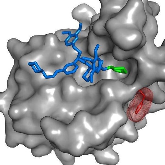 Der SAFit-Ligand (blau und grün) ist ein hoch selektiver Hemmstoff von FKBP51 (grau), einem Risikofaktor für stressbedingte psychiatrische Erkrankungen. Durch die Anlagerung von SAFit ändert sich die Ausrichtung einer Seitenkette des FKBP51 Proteins (rot). Dies ist bei dem sehr ähnlichen funktionalen Gegenspieler FKBP52 nicht möglich. Der SAFit-Ligand (blau und grün) ist ein hoch selektiver Hemmstoff von FKBP51 (grau), einem Risikofaktor für stressbedingte psychiatrische Erkrankungen. Durch die Anlagerung von SAFit ändert sich die Ausrichtung einer Seitenkette des FKBP51 Proteins (rot). Dies ist bei dem sehr ähnlichen funktionalen Gegenspieler FKBP52 nicht möglich.