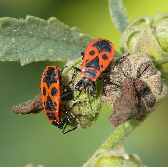 Die Europäische Feuerwanze Pyrrhocoris apterus ist häufig unter Lindenbäumen anzutreffen, da sie sich von Lindensamen ernährt. Die Europäische Feuerwanze Pyrrhocoris apterus ist häufig unter Lindenbäumen anzutreffen, da sie sich von Lindensamen ernährt.