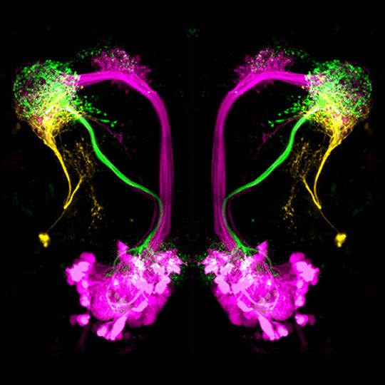 Die drei Hauptneuronentypen im lateralen Horn der Taufliege Drosophila melanogaster: Hemmende Projektionsneurone (grün) reagieren auf attraktive Düfte, übergeordnete Neurone des lateralen Horns (orange) reagieren auf abschreckende Düfte, erregende Projektionsneurone (magenta) übermitteln wahrscheinliche die Identität eines Geruchs. In der Studie wurden die ersten beiden Neuronentypen untersucht. Die drei Hauptneuronentypen im lateralen Horn der Taufliege Drosophila melanogaster: Hemmende Projektionsneurone (grün) reagieren auf attraktive Düfte, übergeordnete Neurone des lateralen Horns (orange) reagieren auf abschreckende Düfte, erregende Projektionsneurone (magenta) übermitteln wahrscheinliche die Identität eines Geruchs. In der Studie wurden die ersten beiden Neuronentypen untersucht.