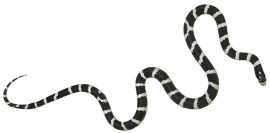 Millionen Jahre Evolution passten die Kalifornische Kettennatter perfekt an die Bewegung ohne Extremitäten an. Millionen Jahre Evolution passten die Kalifornische Kettennatter perfekt an die Bewegung ohne Extremitäten an.