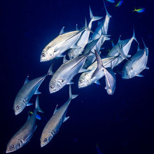 Stachelmakrelen sind eine von vielen Fischgruppen, die drei Opsin-Gene zur Wahrnehmung von Blautönen besitzen Stachelmakrelen sind eine von vielen Fischgruppen, die drei Opsin-Gene zur Wahrnehmung von Blautönen besitzen