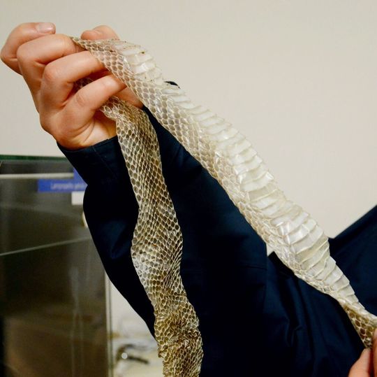 Schlangenhaut (Exuvie) einer Kalifornischen Kettennatter Schlangenhaut (Exuvie) einer Kalifornischen Kettennatter