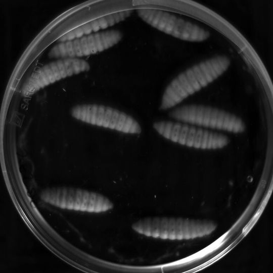 Die Insektenlarven wurden mit P. asymbiotica infiziert (Ausschnitt) .... Die Insektenlarven wurden mit P. asymbiotica infiziert (Ausschnitt) ....