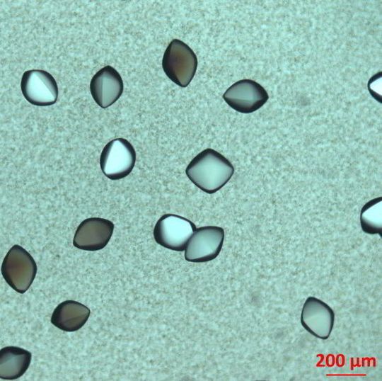 Die Forscher konnten Proteinkristallen beim Wachsen zusehen. Die Forscher konnten Proteinkristallen beim Wachsen zusehen.