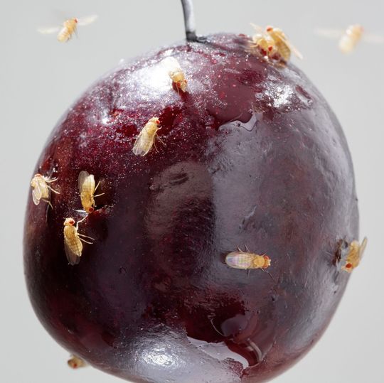 Essigfliegen (Drosophila melanogaster) auf einer überreifen Kirsche Essigfliegen (Drosophila melanogaster) auf einer überreifen Kirsche