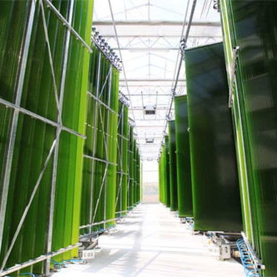 In der Photobioreaktor-Pilotanlage wurde die Dauerproduktion von Mikroalgen erfolgreich getestet.