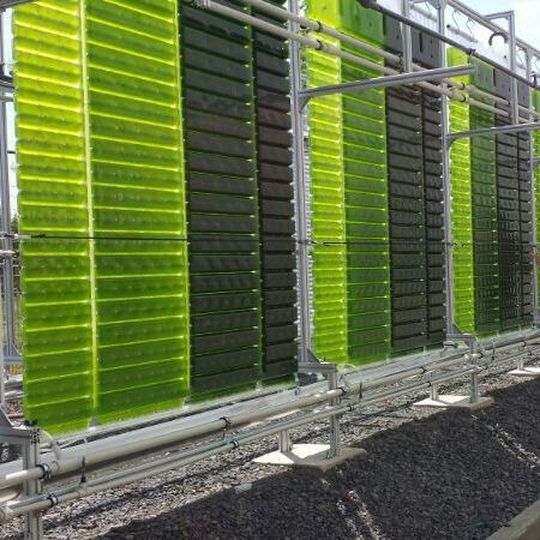 Die Algenkultivierungsanlage verfügt über sechs Reaktoren von jeweils 180 Litern. Die Algenkultivierungsanlage verfügt über sechs Reaktoren von jeweils 180 Litern.