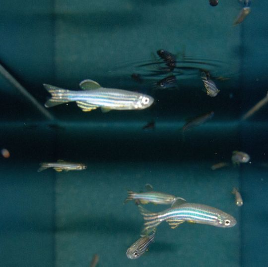 Zebrafische in einem Aquarium des Lehrstuhls für Tierphysiologie an der Universität Bayreuth. Zebrafische in einem Aquarium des Lehrstuhls für Tierphysiologie an der Universität Bayreuth.