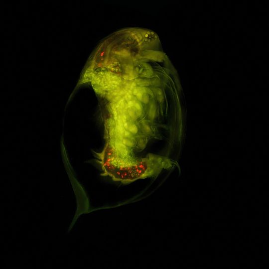 Abb.1: Rot fluoreszierende Kunststoffpartikel einer Daphnia (Wasserfloh), die mithilfe der Fluoreszenzmikroskopie sichtbar gemacht wurden. Abb.1: Rot fluoreszierende Kunststoffpartikel einer Daphnia (Wasserfloh), die mithilfe der Fluoreszenzmikroskopie sichtbar gemacht wurden.