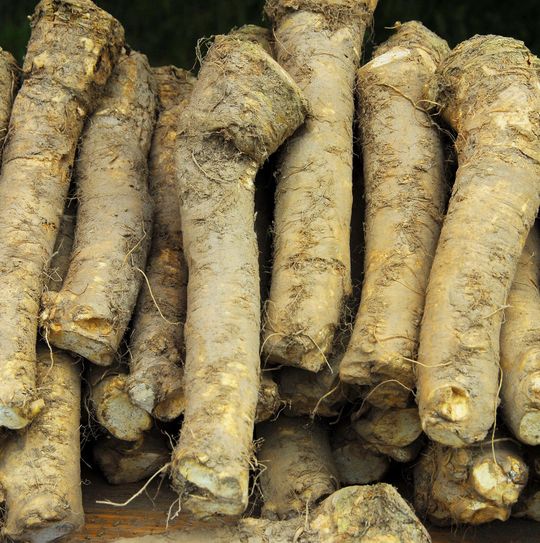 Kren (Meerrettich) schmeckt und ist nützlich: Seine „scharfen“ Enzyme finden Verwendung in der Diagnostik und in der Abwasserreinigung. Kren (Meerrettich) schmeckt und ist nützlich: Seine „scharfen“ Enzyme finden Verwendung in der Diagnostik und in der Abwasserreinigung.