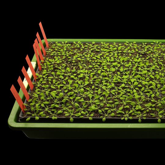 Die Ackerschmalwand (Arabidopsis thaliana) gehört zur Familie der Kreuzblütengewächse und wird in der Pflanzenforschung als Modellpflanze genutzt. Die Ackerschmalwand (Arabidopsis thaliana) gehört zur Familie der Kreuzblütengewächse und wird in der Pflanzenforschung als Modellpflanze genutzt.