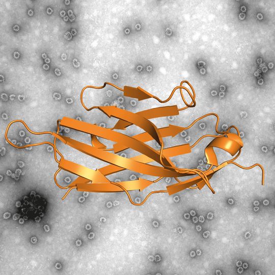 Elektronenmikroskopische Aufnahme eines Norovirus-ähnlichen Partikels (VLP) sowie die Darstellung eines Nanobodys. Nano-85 bindet an Norovirus-VLPs und zerlegt sie in ihre Einzelteile. Elektronenmikroskopische Aufnahme eines Norovirus-ähnlichen Partikels (VLP) sowie die Darstellung eines Nanobodys. Nano-85 bindet an Norovirus-VLPs und zerlegt sie in ihre Einzelteile.