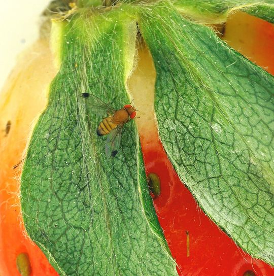 Männchen einer Kirschessigfliege (Drosophila suzukii). Männchen einer Kirschessigfliege (Drosophila suzukii).
