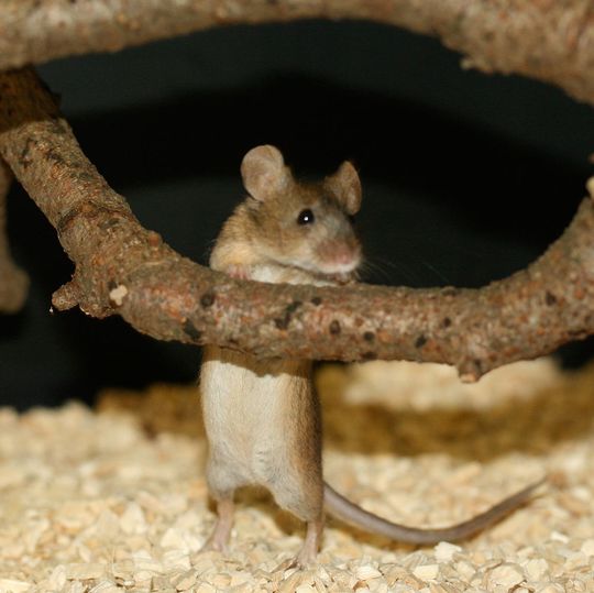 Eine der beiden Unterarten der Hausmaus in Europa: Mus musculus musculus aus Österreich Eine der beiden Unterarten der Hausmaus in Europa: Mus musculus musculus aus Österreich