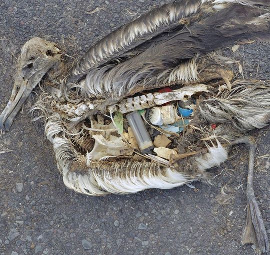 Seevögel wie der Albatross verwechseln umhertreibende Plastikprodukte mit Nahrung - und verenden daran. Seevögel wie der Albatross verwechseln umhertreibende Plastikprodukte mit Nahrung - und verenden daran.