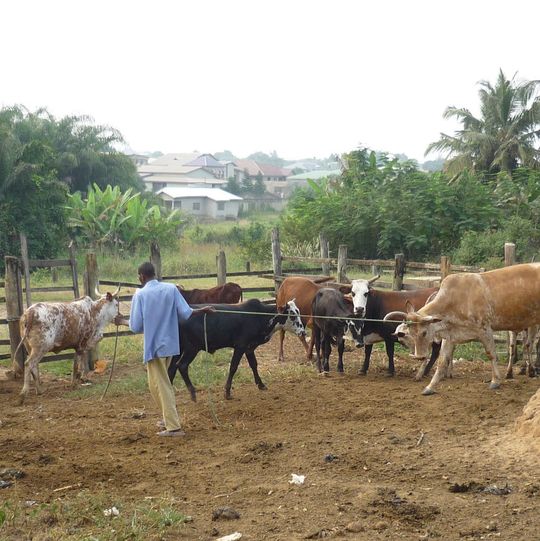 Rinderhaltung in Ghana: Neun von 106 untersuchten Tieren waren mit den neu entdeckten Viren infiziert. Rinderhaltung in Ghana: Neun von 106 untersuchten Tieren waren mit den neu entdeckten Viren infiziert.