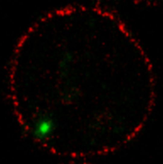 Erbinformation der HI-Viren (grün) am Rande des Zellkerns in der Nähe der Kernporen (rot) einer infizierten Zelle des Immunsystems (CD4 T-Zelle). Erbinformation der HI-Viren (grün) am Rande des Zellkerns in der Nähe der Kernporen (rot) einer infizierten Zelle des Immunsystems (CD4 T-Zelle).