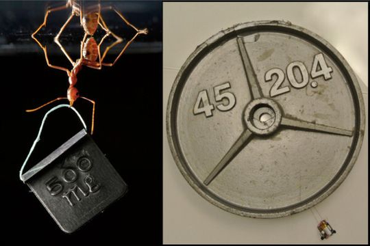 Eine Ameise kann etwa das 60fache Ihres eigenen Gewichts schleppen, der 12 Gramm leichte Miniroboter schafft dagegen den Faktor 2000 - als würde ein Mensch einen Blauwal ziehen. Eine Ameise kann etwa das 60fache Ihres eigenen Gewichts schleppen, der 12 Gramm leichte Miniroboter schafft dagegen den Faktor 2000 - als würde ein Mensch einen Blauwal ziehen.
