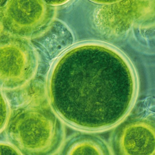 Als nachwachsende Rohstoffequelle produzieren Mikroalgen kohlendioxid-neutral eine große Vielfalt von Wertstoffen. Als nachwachsende Rohstoffequelle produzieren Mikroalgen kohlendioxid-neutral eine große Vielfalt von Wertstoffen.