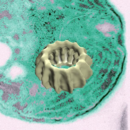 Ein IM30-Ring bindet an interne Membranen. Im Hintergrund ist der Ausschnitt einer elektronenmikroskopischen Aufnahme einer Blaualge zu sehen. Im Vordergrund ist ein 3-D-Modell des IM30-Rings gezeigt. Die Größenverhältnisse sind nicht maßstabsgetreu. Ein IM30-Ring bindet an interne Membranen. Im Hintergrund ist der Ausschnitt einer elektronenmikroskopischen Aufnahme einer Blaualge zu sehen. Im Vordergrund ist ein 3-D-Modell des IM30-Rings gezeigt. Die Größenverhältnisse sind nicht maßstabsgetreu.