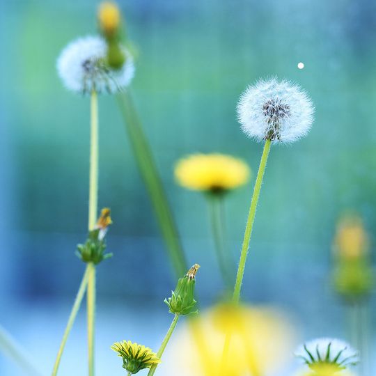 Forschungsobjekt "Pusteblume" hat Proteine identifiziert, die eine zentrale Rolle bei der Kautschukproduktion in der Löwenzahn-Pflanze spielen. Forschungsobjekt "Pusteblume" hat Proteine identifiziert, die eine zentrale Rolle bei der Kautschukproduktion in der Löwenzahn-Pflanze spielen.