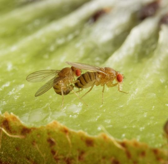 Schwarzbäuchige Taufliegen (Drosophila melanogaster) bei der Paarung auf einer Kiwi. Das Pheromon Methyllaurat löst bei der männlichen Fliege das Balzverhalten aus und ist für den Paarungserfolg ausschlaggebend. Schwarzbäuchige Taufliegen (Drosophila melanogaster) bei der Paarung auf einer Kiwi. Das Pheromon Methyllaurat löst bei der männlichen Fliege das Balzverhalten aus und ist für den Paarungserfolg ausschlaggebend.