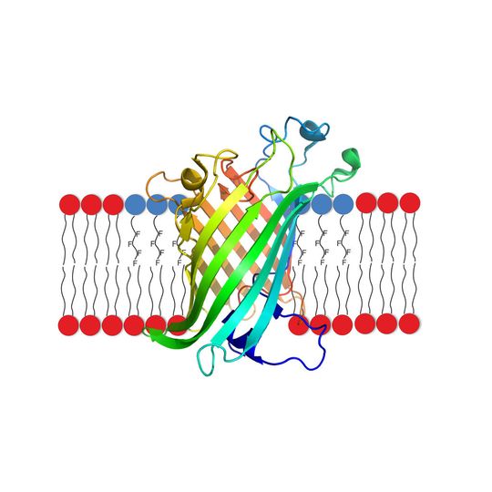 Schematische Darstellung eines Membranproteins (Regenbogenfarben), das mithilfe einer fluorhaltigen Verbindung (blaue Kugeln mit F Ketten) in eine Membran eingebaut wurde, die aus einer Doppelschicht von Lipidmolekülen (rote Kugeln mit jeweils zwei Ketten) besteht. Schematische Darstellung eines Membranproteins (Regenbogenfarben), das mithilfe einer fluorhaltigen Verbindung (blaue Kugeln mit F Ketten) in eine Membran eingebaut wurde, die aus einer Doppelschicht von Lipidmolekülen (rote Kugeln mit jeweils zwei Ketten) besteht.