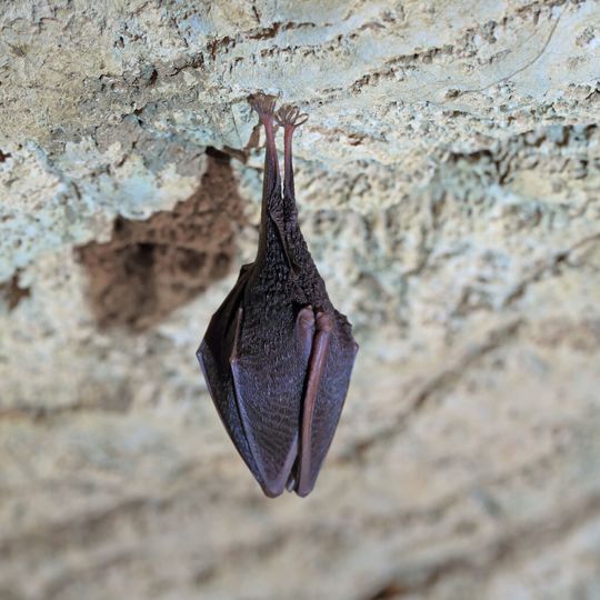 Fledermäuse in den USA und in Kanada sterben in Massen an der Infektion mit einem Pilz, der bei ihnen das so genannte White-Nose-Syndrom (WNS) auslöst. Fledermäuse in den USA und in Kanada sterben in Massen an der Infektion mit einem Pilz, der bei ihnen das so genannte White-Nose-Syndrom (WNS) auslöst.