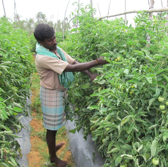 India is the world’s second largest tomato producer India is the world’s second largest tomato producer