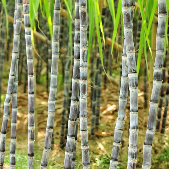EPDM wird üblicherweise unter Verwendung der auf Erdöl basierenden Rohstoffe Ethylen und Propylen produziert. Jetzt besteht das Ethylen zu 45 % aus Zuckerrohr.