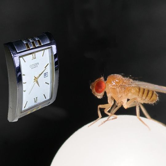 Auch Fliegen wissen, was die Uhr geschlagen hat. Auch Fliegen wissen, was die Uhr geschlagen hat.