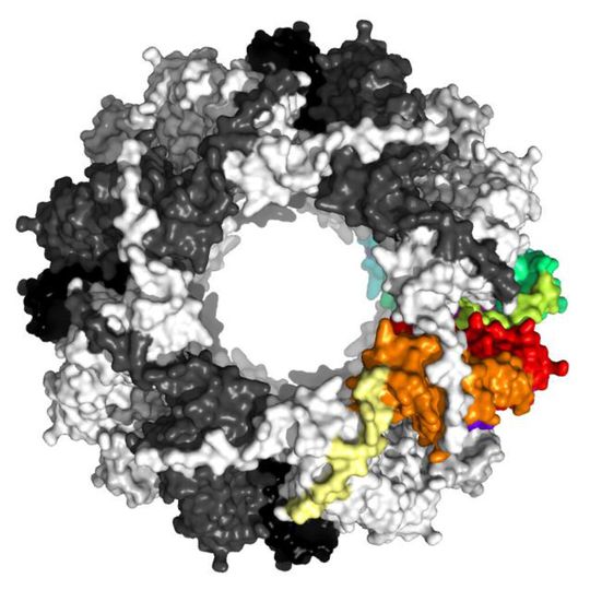 Struktur des kleinen Hitzeschock-Proteins Sip1 (Röntgenstrukturanalyse; Draufsicht) Struktur des kleinen Hitzeschock-Proteins Sip1 (Röntgenstrukturanalyse; Draufsicht)
