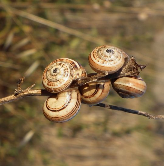 Ein Beispiel für die Globalisierung von Artvorkommen: die Mittelmeersandschnecke ist rund ums Mittelmeer heimisch, wurde jedoch in den letzten Jahrzehnten in zahlreiche Gebiete der Erde verschleppt wie Kalifornien, Südafrika, Argentinien und südliches Australien. Ein Beispiel für die Globalisierung von Artvorkommen: die Mittelmeersandschnecke ist rund ums Mittelmeer heimisch, wurde jedoch in den letzten Jahrzehnten in zahlreiche Gebiete der Erde verschleppt wie Kalifornien, Südafrika, Argentinien und südliches Australien.