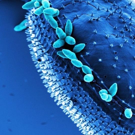 Die Anheftung mariner Bakterien aus der Roseobacter-Gruppe an Oberflächen wird häufig über Biofilm-Plasmide vermittelt. Das nachkolorierte elektronenmikroskopische SEM-Bild zeigt Phaeobacter inhibens DSM 17395 und den Dinoflagellaten Prorocentrum minimum CCMP 1329. Die Anheftung mariner Bakterien aus der Roseobacter-Gruppe an Oberflächen wird häufig über Biofilm-Plasmide vermittelt. Das nachkolorierte elektronenmikroskopische SEM-Bild zeigt Phaeobacter inhibens DSM 17395 und den Dinoflagellaten Prorocentrum minimum CCMP 1329.