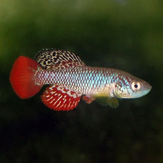 Der Türkise Prachtgrundkärpfling (Nothobranchius furzeri) Der Türkise Prachtgrundkärpfling (Nothobranchius furzeri)