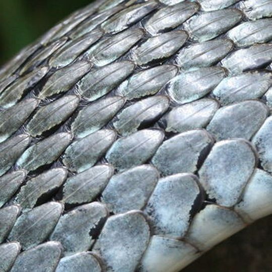 Die Haut einer Ringelnatter. Biologen haben schon lange beobachtet, dass die Beschaffenheit der Schlangenhaut die Reibung reduziert. Diesen Effekt haben sich nun Karlsruher Materialforscher zunutze gemacht. Die Haut einer Ringelnatter. Biologen haben schon lange beobachtet, dass die Beschaffenheit der Schlangenhaut die Reibung reduziert. Diesen Effekt haben sich nun Karlsruher Materialforscher zunutze gemacht.