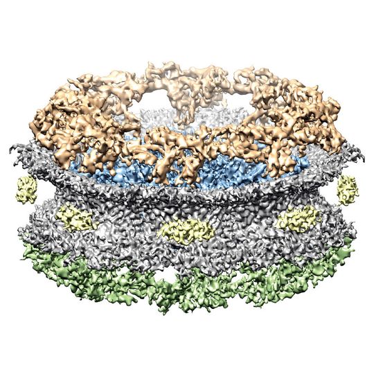 Aus der Vogelperspektive: Der Kernporenkomplex besteht aus mehreren übereinandergestapelten Ringen: dem Zytoplasmatischen Ring (gold), dem Speichenring im Innern der Pore (blau) und dem Nukleoplasmatischen Ring (grün). Die Kernpore ist von der Kernhülle umgeben (grau). Aus der Vogelperspektive: Der Kernporenkomplex besteht aus mehreren übereinandergestapelten Ringen: dem Zytoplasmatischen Ring (gold), dem Speichenring im Innern der Pore (blau) und dem Nukleoplasmatischen Ring (grün). Die Kernpore ist von der Kernhülle umgeben (grau).