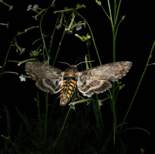 Macht seinem Namen alle Ehre: Manduca sexta (Manduca: lat. Vielfraß). Ein Weibchen des Tabakschwärmers Manduca sexta legt seine Eier auf den Blättern einer Tabakpflanze ab, nachdem es zuvor deren Blüten bestäubt hat. Aus dem vermeintlichen Freund wird somit ein Feind, denn aus den Eiern schlüpfen später hungrige Raupen, die sich zu Fressmaschinen entwickeln können. Macht seinem Namen alle Ehre: Manduca sexta (Manduca: lat. Vielfraß). Ein Weibchen des Tabakschwärmers Manduca sexta legt seine Eier auf den Blättern einer Tabakpflanze ab, nachdem es zuvor deren Blüten bestäubt hat. Aus dem vermeintlichen Freund wird somit ein Feind, denn aus den Eiern schlüpfen später hungrige Raupen, die sich zu Fressmaschinen entwickeln können.
