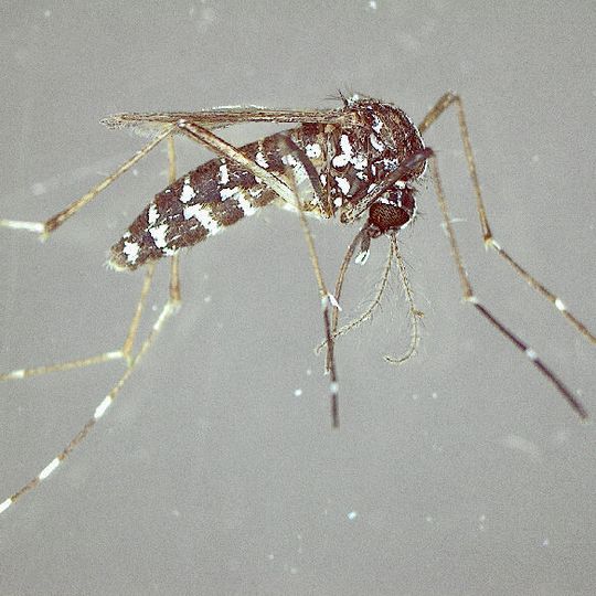 Asiatische Tigermücke (Aedes albopictus) Asiatische Tigermücke (Aedes albopictus)